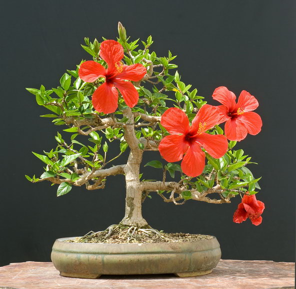 Hibiscus Rosa Bonsai